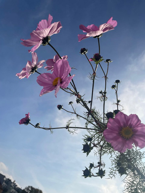 Blumen